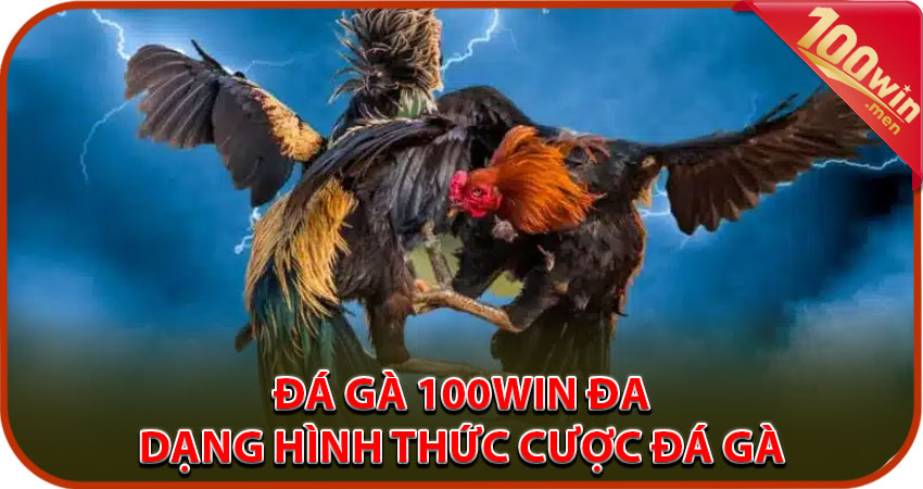 Đá gà 100win với sự đa dạng về các hình thức đặt cược