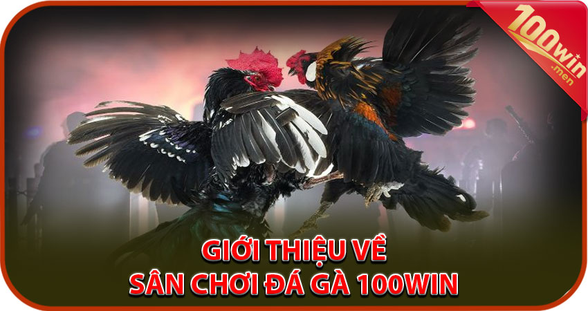 Giới thiệu tổng quan về sân chơi đá gà 100win 